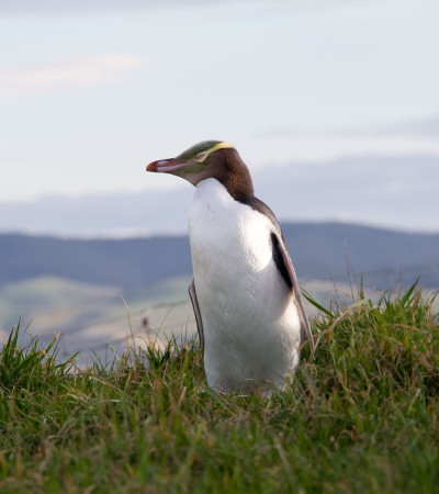 Foto 4 Neuseeland Reise - Pinguin