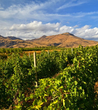Foto 4 Georgien Armenien Reise - Weinberg Areni