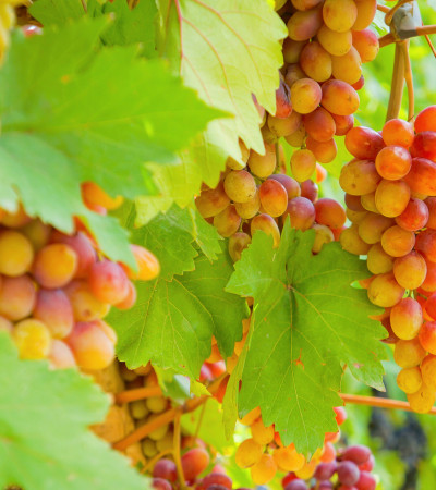 Foto 2 Armenien Reise - Wein