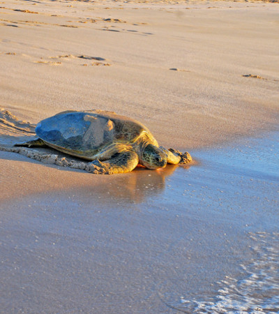 Foto 4 Oman Reise - Meeresschildkröte