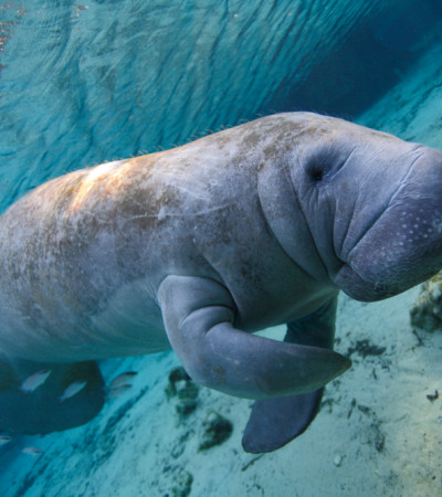 Florida Reise - Manatee Foto 2 Florida Reise - Manatee