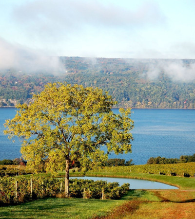 USA Reise: Vine Region Foto 4 USA Reise: Vine Region