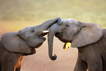 Südliches Afrika - Große Reise Südliches Afrika - Große Reise