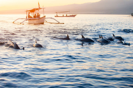 Indonesien Reise: Lovina Strand - Delfinbeobachtung auf Bali Indonesien Reise: Lovina Strand - Delfinbeobachtung auf Bali