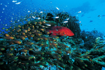 Reise Indonesien: Komodo Nationalpark