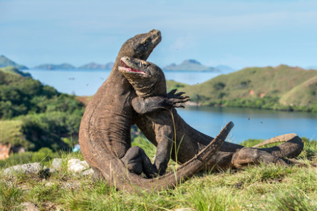 Reise Indonesien: Komodo Nationalpark