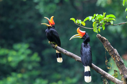 Indonesien Reise Sumatra: Nashornvogel Indonesien Reise Sumatra: Nashornvogel
