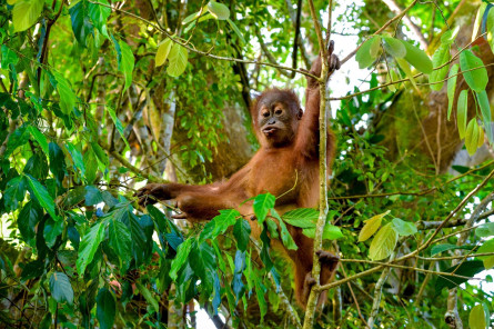 Indonesien Reise - Insel Sumatra: Orang-Utan Indonesien Reise - Insel Sumatra: Orang-Utan