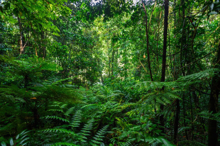 Sri Lanka Reise: Sinharaja Forest Sri Lanka Reise: Sinharaja Forest