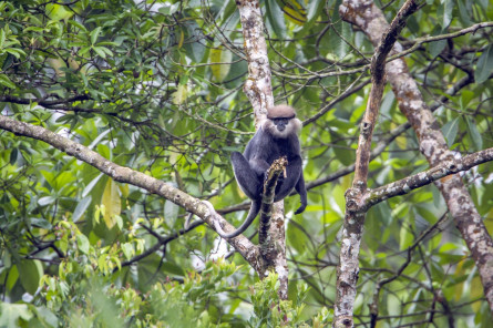 Reise Sri Lanka: Sinharaja Nationalpark Reise Sri Lanka: Sinharaja Nationalpark