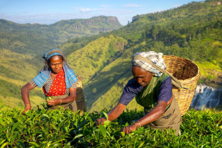 Reise Sri Lanka: Teeplantage