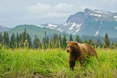 Kanada Reise: Grizzly Bär Kanada Reise: Grizzly Bär