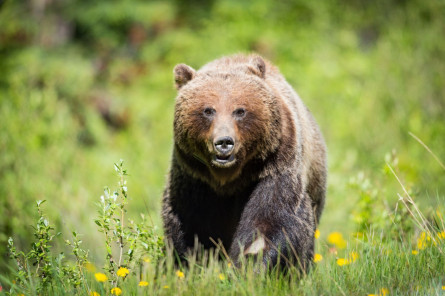 Kanada Reise: Grizzly Bär
