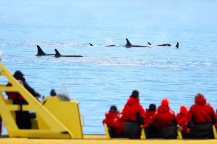 Kanada Reise: Walbeobachtung von Orcas in Victoria