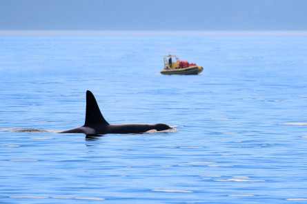 Kanada Reise: Walbeobachtung von Orcas in Victoria