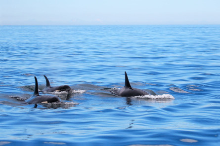 Kanada Reise: Whale Watching in Vancouver Island Kanada Reise: Whale Watching in Vancouver Island
