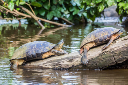 Schildkröten im Tortuguero Nationalpark