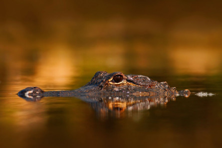alligator-im-wasser-florida Florida Reise