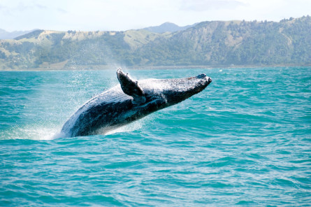 Hawaii Reise Wal Hawaii Reise Wal