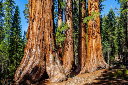 Reise Westen USA - Yosemite Nationalpark
