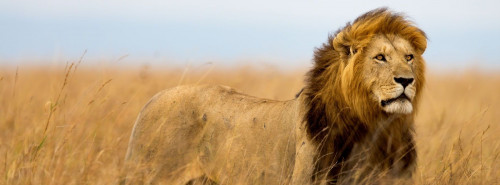 Nachrichtenbild: Afrika Löwe