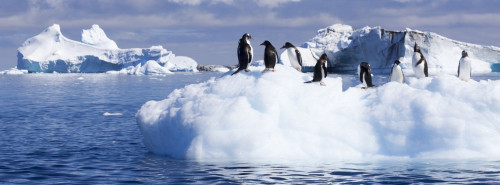 Nachrichtenbild: Arktis & Antarktis Reisen
