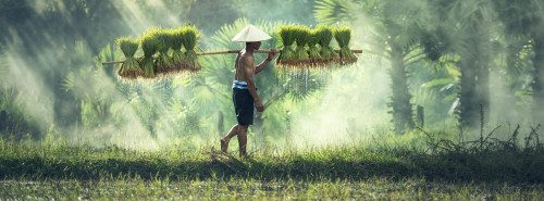 Nachrichtenbild: Asien Reise Reisbauer