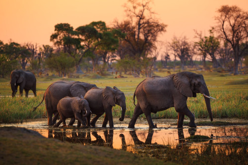 Moremi Game Reserve 
