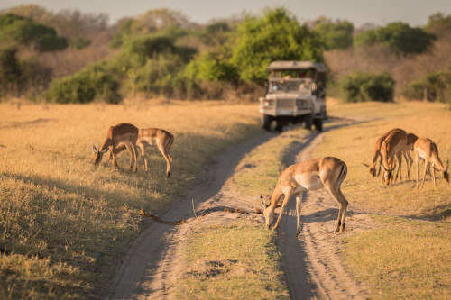 Safari