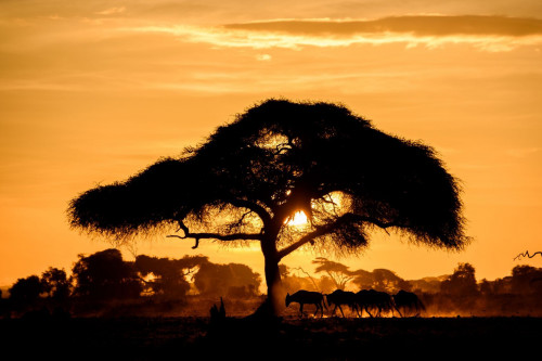 Amboseli Nationalpark im Sonnenuntergang