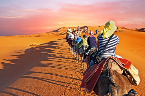 Marokko Reise - Kamele