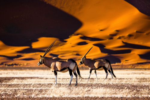 Dünen Sossusvlei