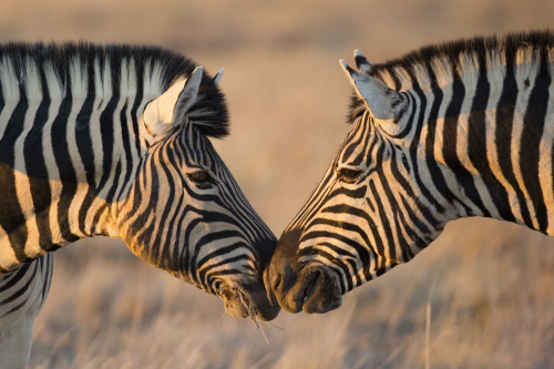 Namibia Rundreise Zebra
