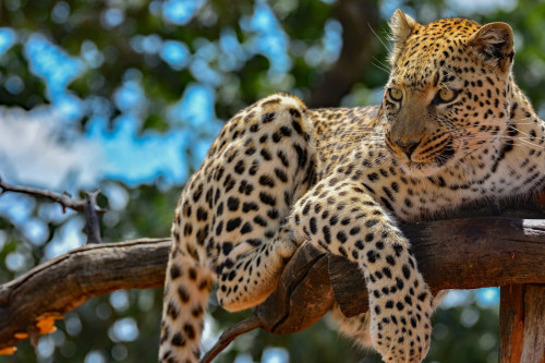Namibia Sossusvlei Leopard