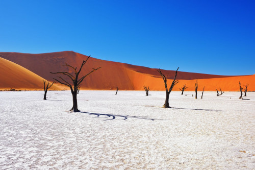 Namibia Wüste Bäume