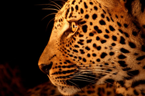 Leopard im Sabi Sands Reserve