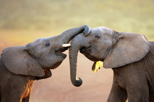 Südafrika Safari Elefant