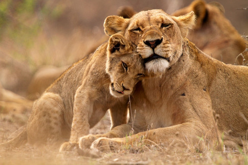 Löwenmutter mit Jungem