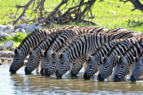 Südafrika Zebras Fluss