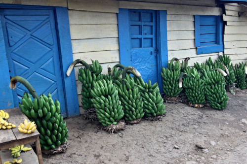 Ruanda Bananen
