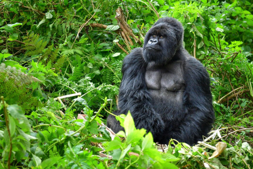 Uganda Reise Gorilla