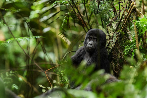 Gorilla Baby Uganda