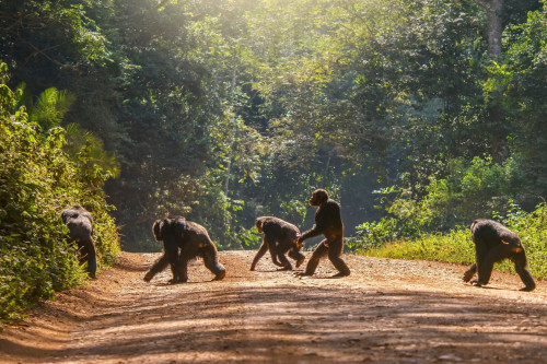 Schimpansen-Tracking