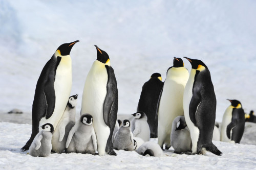Antarktis-pinguine