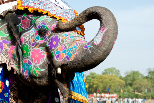 Indien Reise: Elefant