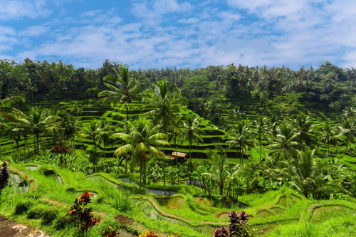 Reise Indonesien: Reisfelder