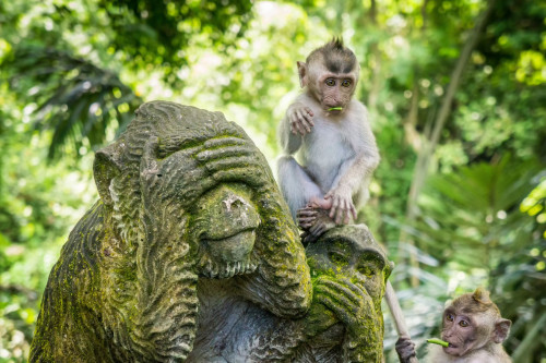 Reise Indonesien: Affenwald auf Bali