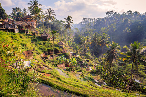 Indonesien Reise: Reisterrassen in Ubud