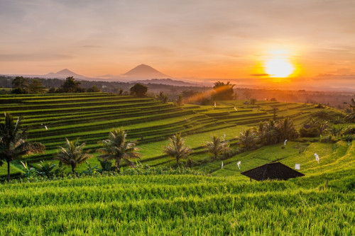 Indonesien Reise: Reisterrassen