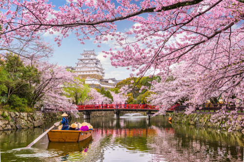 Japan Reise: Kirschblüten Fluss